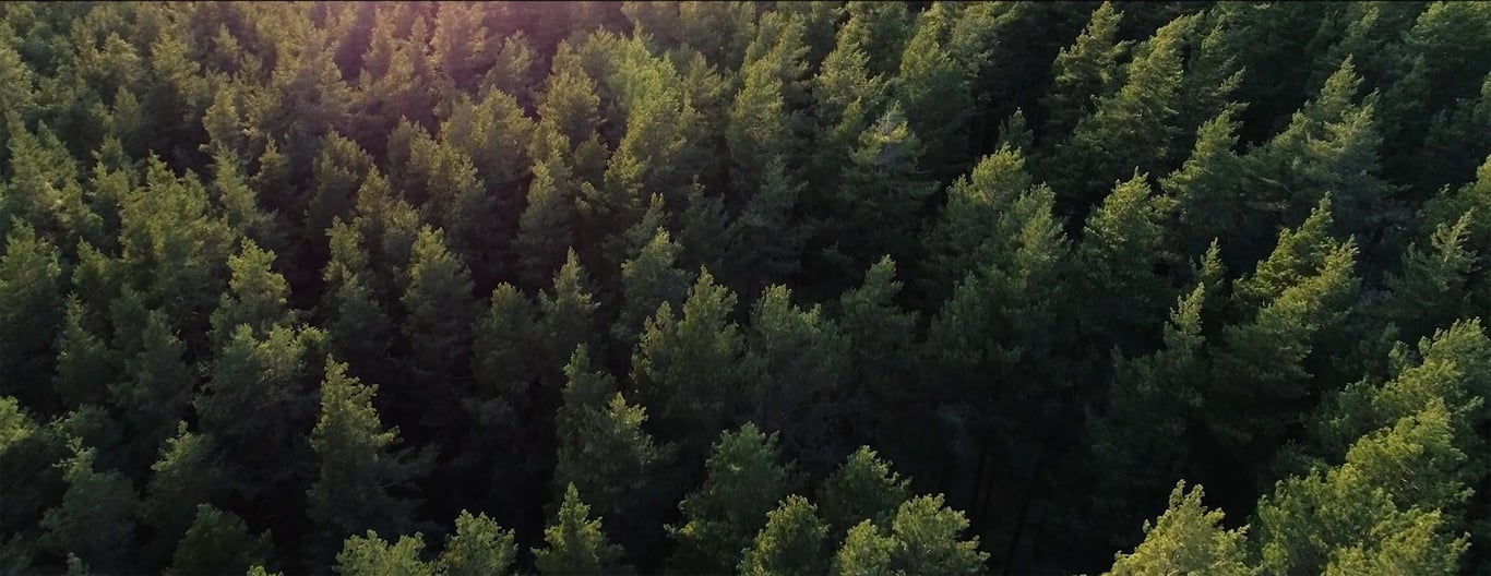 Bilde av grønn skog.