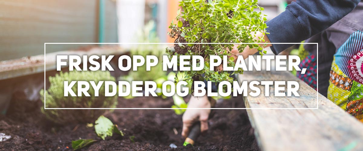 Frisk opp med planter, krydder og blomster